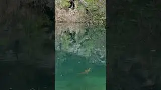 Что это за РЫБА 😱 Настоящий ТРОФЕЙ 🏆 