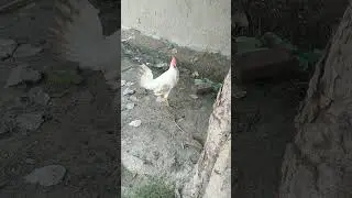 White Murgha Azaan Call
