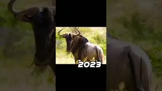 2023 wildebeest 🐃 vs 5000 bce wildebeest 💥 #viral #shorts