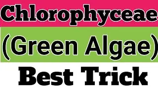 Chlorophyceae Trick| #greenalgae||green algae trick|#chlorophyceae@SurjeetsBiology|NEET|TGT|PGT||