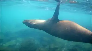 Snorkeling and Diving Galapagos - 2018 Highlights