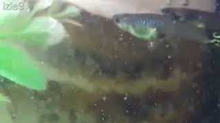 Lepistesin Gözü Şişmiş Nasıl Düzelir Arkadaşlar
