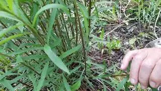 Сбор иван-чая до цветения.