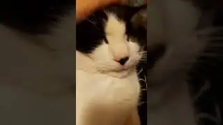meet oreo