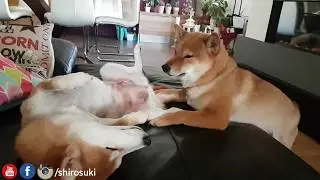 Shiro doin thank to Suki / Shiba Inu