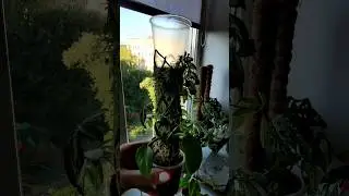 💚Тотем-опора для растений💚