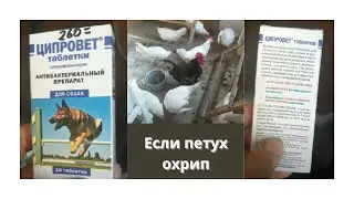 Что делать, если охрип петух. #петух #петухохрип