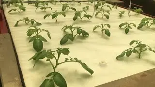 potato seed fund with aeroponics technique
