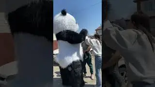 Милое поздравление от мишки #аэромедведь #белыймишка #поздравление #мишка #panda