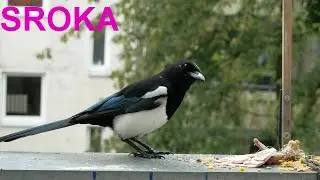 Sroka złodziejka Ptaki.Elster 🕊  🕊  18