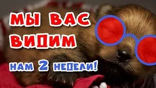 🐾 КОГДА щенки ОТКРЫВАЮТ глаза. Щенкам Шпица 2 недели