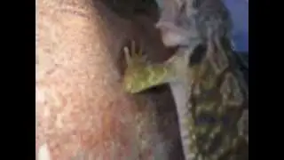 Bear Dragon (Agama) was eating SLOW MOTION