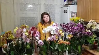 Шикарный завоз орхидей от JMP#14