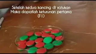 PRAKTEK BIOLOGI GENETIKA (KANCING)