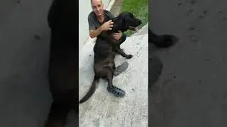Собака обулась