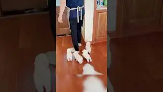 완전 껌딱지 꼬물꼬물 아기 댕댕이들 🐾❤️ #shorts #cute #animals #아기댕댕이 #아기강아지 #pets