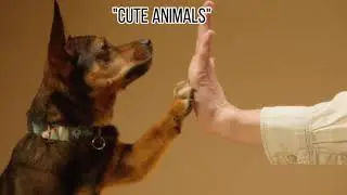 Dogs Cuteness Beautiful Compilation | Dogs Innocent Moments