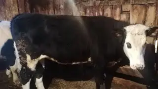 Сдал телочку