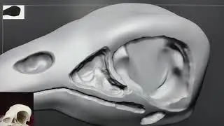 how to make bird skeleton in zbrush