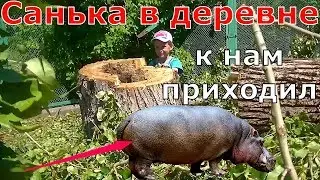 Санька в деревне! К нам приходил БЕГЕМОТ!