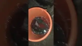 mancing mania, Alhamdulillah menghasilkan karya ikan lele dan ikan betik yang gurih bila digoreng