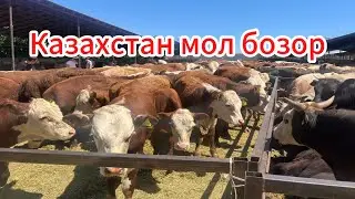 КАЗАХСТОН МОЛ БОЗОРИ 👍