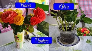 Flowers/Flores/Квіти