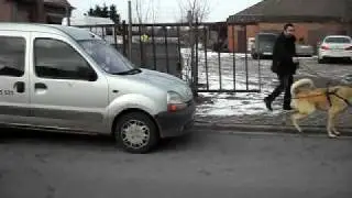 BELCIKALI YETIS DEPANAJDA