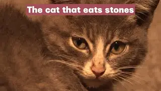 Remember that kitten nibbling on rocks and roots,What's become of it?