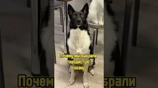 Почему мы выбрали породистую собаку? 🐕 