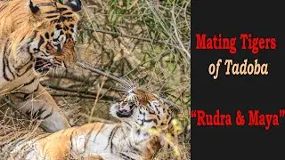Mating Tigers of Tadoba   Rudra and Maya