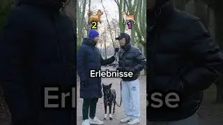Was bist du? 🤔 Team Hund 🐶 oder Katze 😸?