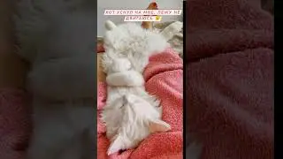 Белинский спит