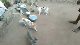 how many cats we have... hamare pas kitani billiya hai.#catlover #cut cat's #petcat