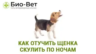 Как Отучить Щенка Скулить по Ночам 🐶 // Сеть Ветклиник Био-Вет
