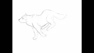 A Wolf Running Animation