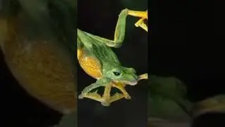 Flying Frog