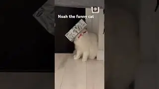 Noah got his head stuck in a Kleenex box #cat #kitty #cats