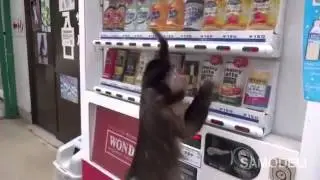 Очень умный обезьян