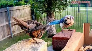 Cowbird's Deceptive Move Against Blue Jay