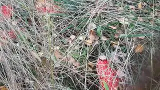 Пошли за грибами, а нашли🍄🍄🍄🍄🍄🍄