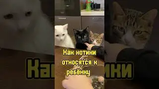 Как котики относятся к ребёнку 🐈‍⬛ 