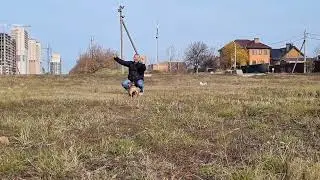 Весело играем мячиком с французским бульдогом Юшей