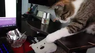 Cat Bandit