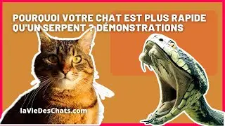 POURQUOI VOTRE CHAT EST PLUS RAPIDE QU'UN SERPENT ? DÉMONSTRATIONS.