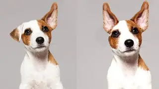 How To Use Clone Stamp Tool Photoshop 