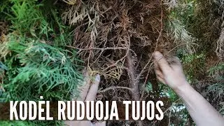 Kodėl ruduoja tujos: 4 priežastys ir ką daryti kiekvienu atveju