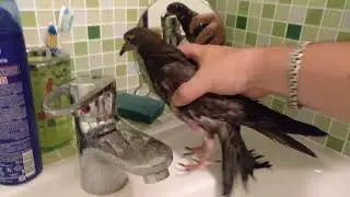 Pigeon Bird Bath. The pigeon taking a bath.