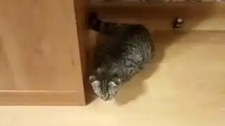 Видео с мусей