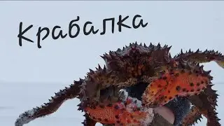 Крабалка на новом месте (посёлок Лесное Сахалин). Крабалка не очень удалась.